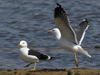 1cy fuscus in August, ringed in Finland. (81365 bytes)